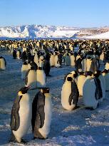 March Of The Penguins (2005)