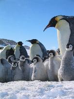 March Of The Penguins (2005)