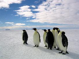 March Of The Penguins (2005)