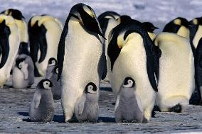 March Of The Penguins (2005)