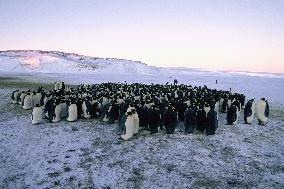 March Of The Penguins (2005)