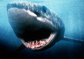 Shark Attack 3: Megalodon (2002)