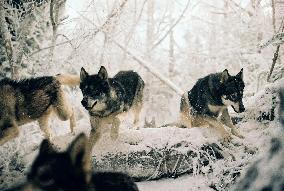 The Chronicles Of Narnia (2005)