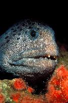 Deep Sea (2006)