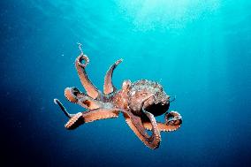 Deep Sea (2006)