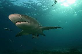 Deep Sea (2006)