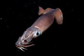 Deep Sea (2006)