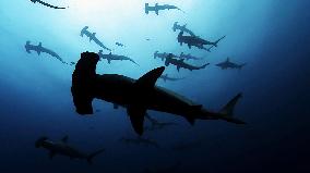 Sharkwater (2006)