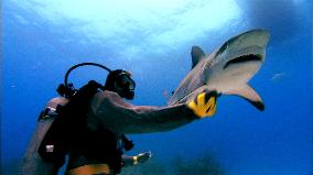 Sharkwater (2006)
