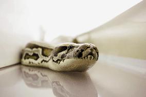 Snakes On A Plane (2006)