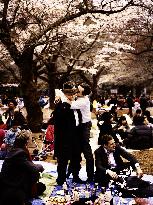 Cherry Blossoms (2008)