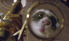 The Golden Compass (2007)