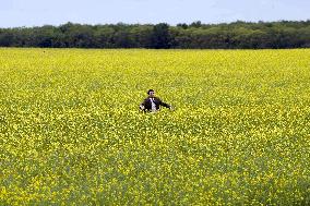 Mr. Bean'S Holiday (2007)