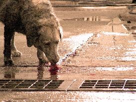 Dog Eat Dog ; Perro Come Perro (2008)