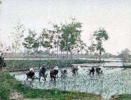 Workers in a paddy field