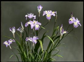 Iris Gracilipes (Crested Iris)