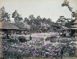 Iris garden in Horikiri, Tokio