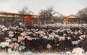 Iris Garden, Kamata, Tokyo, Japan     Date: circa 1905