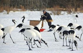 Red-crowned cranes in northern Japan