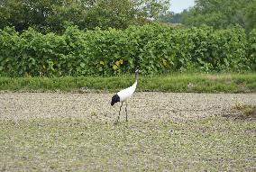 Red-crowned crane in northern Japan