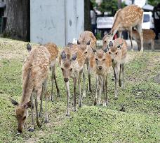 Deer in Nara