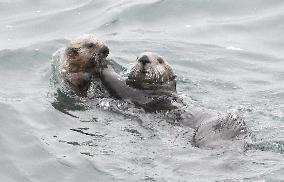 Sea otters in Hokkaido