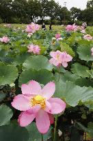 Lotus flowers in eastern Japan
