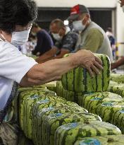Shipments of cube-shaped watermelons begin in western Japan