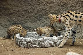 Serval twins born at western Japan zoo
