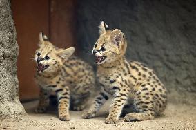 Serval twins born at western Japan zoo