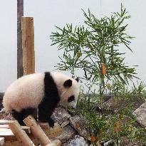 Panda cub at western Japan zoo