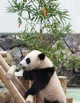 Panda cub at western Japan zoo