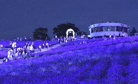 Lavender garden in Hokkaido