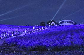 Lavender garden in Hokkaido