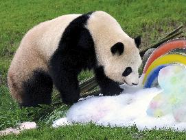 Giant panda Saihin's 3rd birthday