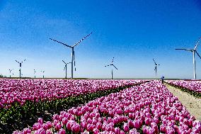 Tulip Season - Netherlands