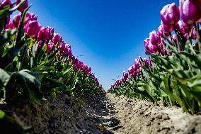 Tulip Season - Netherlands