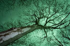Fridays for Future - Toulouse