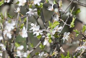 Illustration Of Spring - France