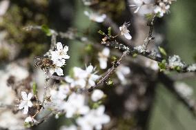 Illustration Of Spring - France