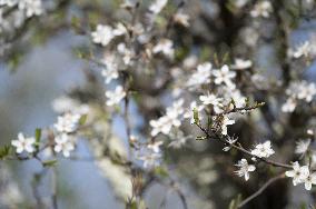 Illustration Of Spring - France