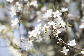 Illustration Of Spring - France