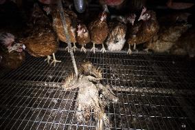 L214 Denounces The Breeding Conditions Of Hens