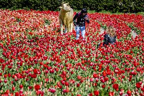 Keukenhof Welcomes Visitors For Tulip Season - Netherlands