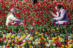 Keukenhof Welcomes Visitors For Tulip Season - Netherlands