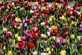 Keukenhof Welcomes Visitors For Tulip Season - Netherlands