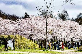 The Blossom Park - Netherlands