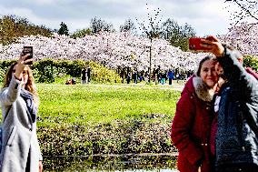 The Blossom Park - Netherlands