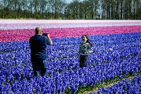 Tulip fields in Lisse - Netherlands