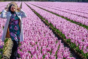 Tulip fields in Lisse - Netherlands